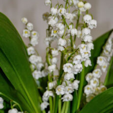 Liljekonvalj Convallaria majalis