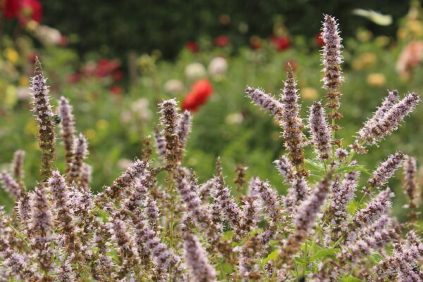 Grönmynta Mentha spicata ’Fägre’