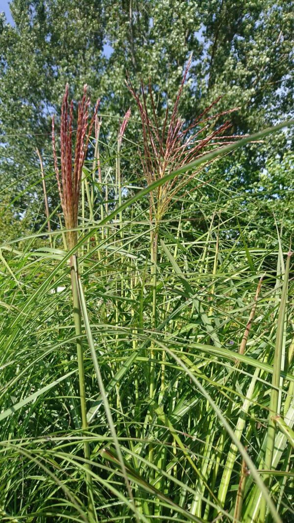 Japanskt gräs / Glansmiskantus Miscanthus sinensis ‘Ferner Osten‘