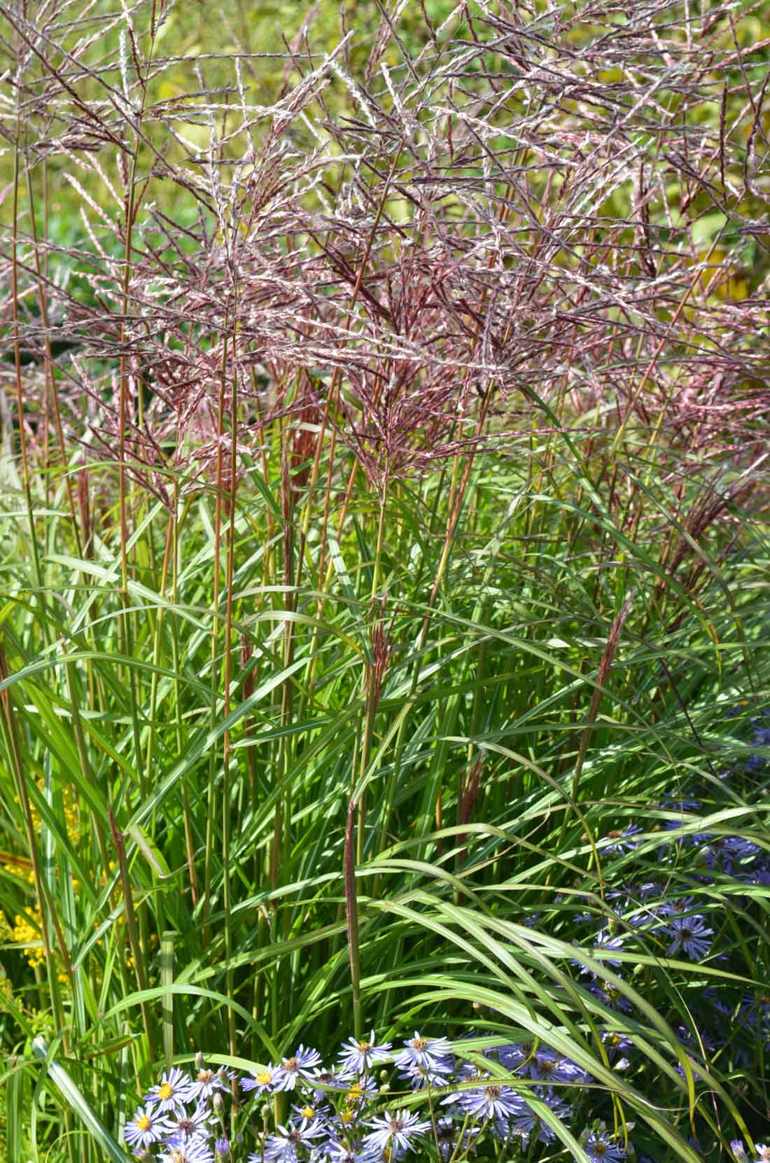 Japanskt gräs / Glansmiskantus Miscanthus sinensis ‘Ferner Osten‘