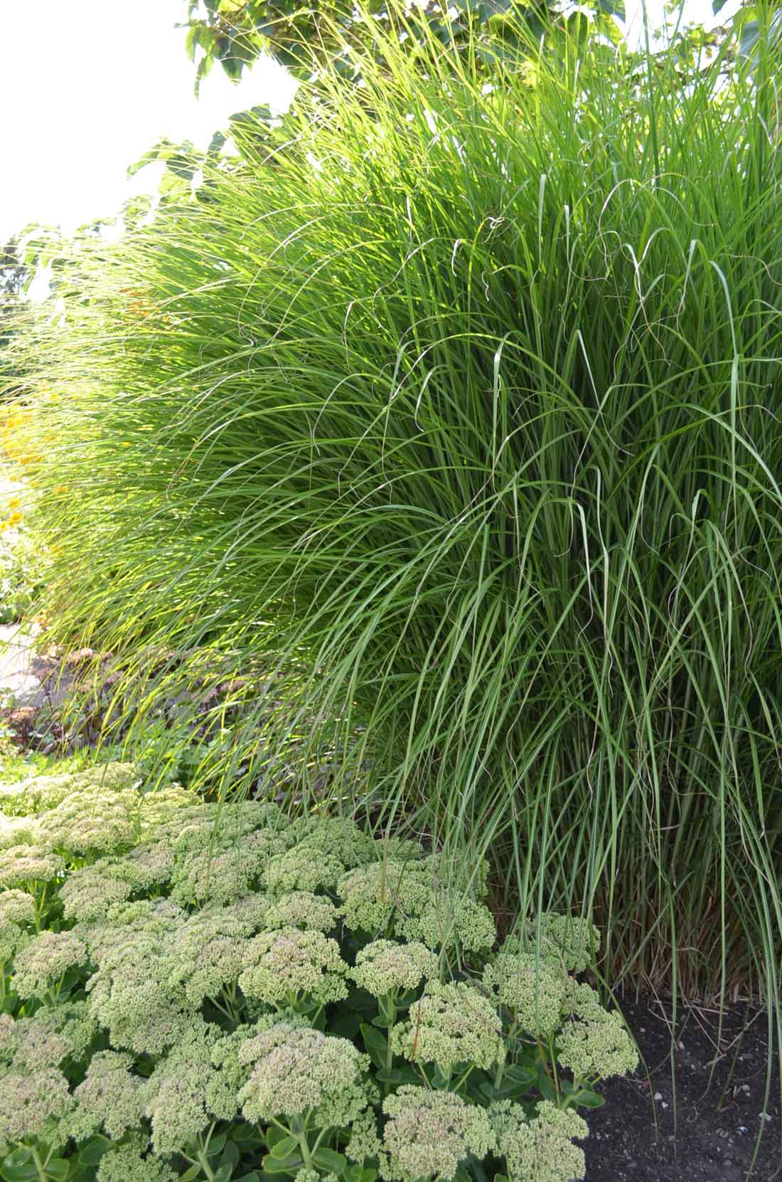 Japanskt gräs / Glansmiskantus Miscanthus sinensis ‘Gracillimus’