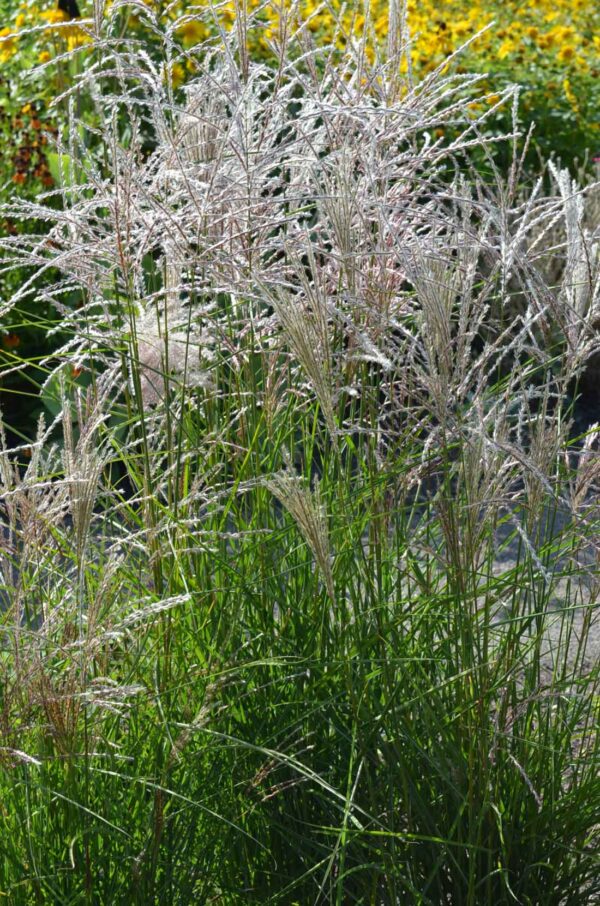 Japanskt gräs / Glansmiskantus Miscanthus sinensis ’Kleine Fontäne’