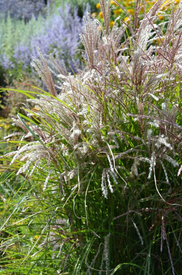 Japanskt gräs / Glansmiskantus Miscanthus sinensis ’Kleine Fontäne’