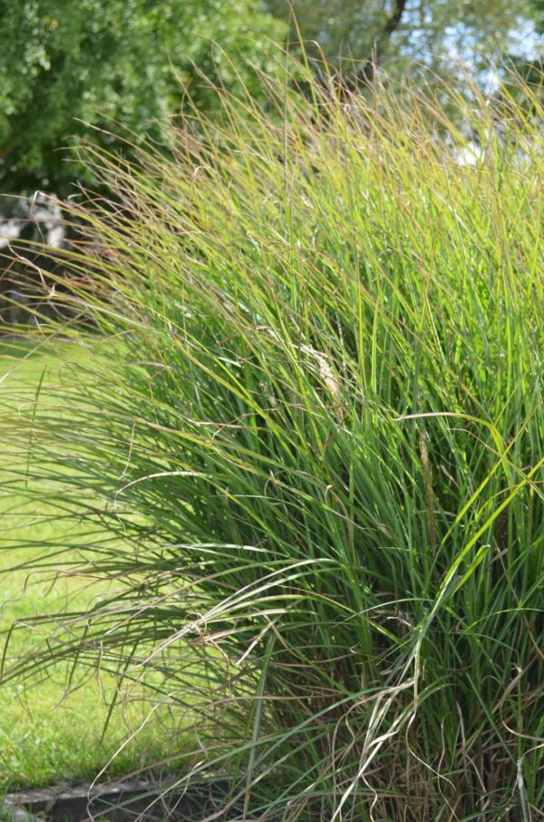 Japanskt gräs / Glansmiskantus Miscanthus sinensis ’Kleine Silberspinne’