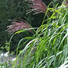 Japanskt gräs / Glansmiskantus Miscanthus sinensis ’Malepartus’