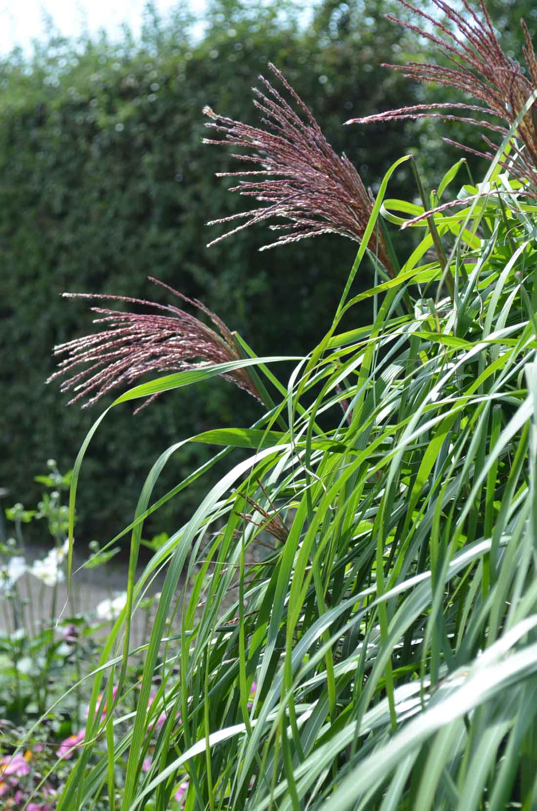 Japanskt gräs / Glansmiskantus Miscanthus sinensis ’Malepartus’