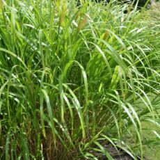 Japanskt gräs / Glansmiskantus Miscanthus sinensis ‘Silberfeder‘