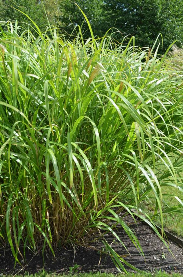 Japanskt gräs / Glansmiskantus Miscanthus sinensis ‘Silberfeder‘