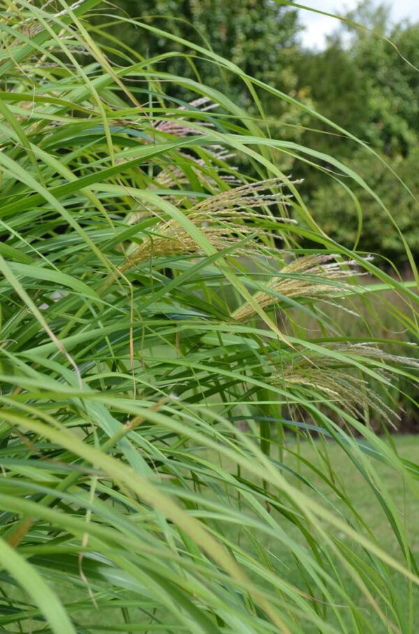 Japanskt gräs / Glansmiskantus Miscanthus sinensis ‘Silberfeder‘