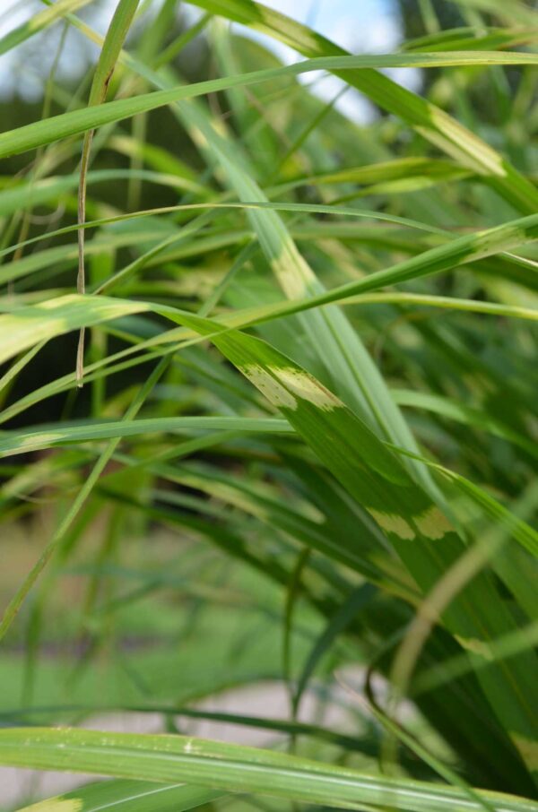 Japanskt gräs / Glansmiskantus Miscanthus sinensis ‘Strictus‘