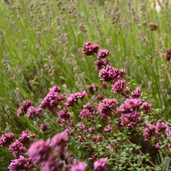 Purpurmejram Origanum laevigatum ’Herrenhausen’