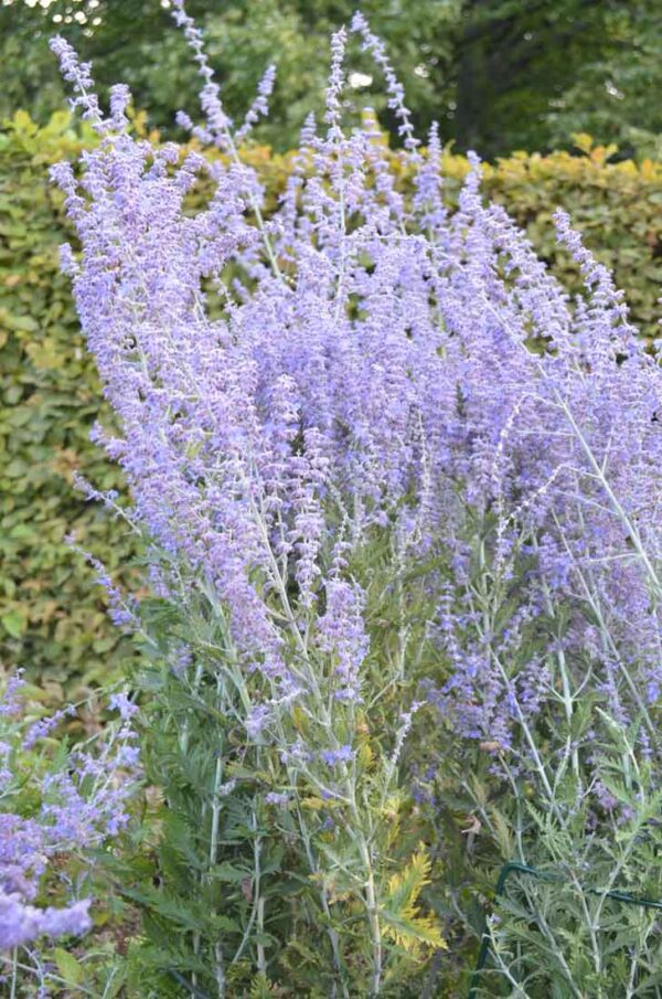 Perovskia Perowskia ’Blue Spire’