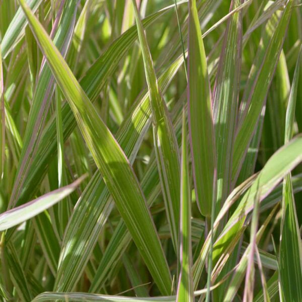 Randgräs Phalaris arundinacea ‘Picta‘