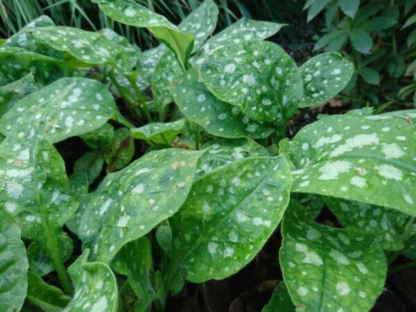 Lungört Pulmonaria saccharata ‘Sissinghurst White’