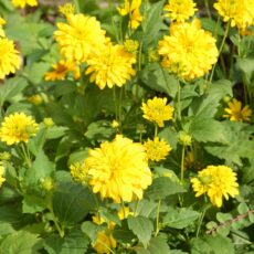 Höstrudbeckia Rudbeckia laciniata