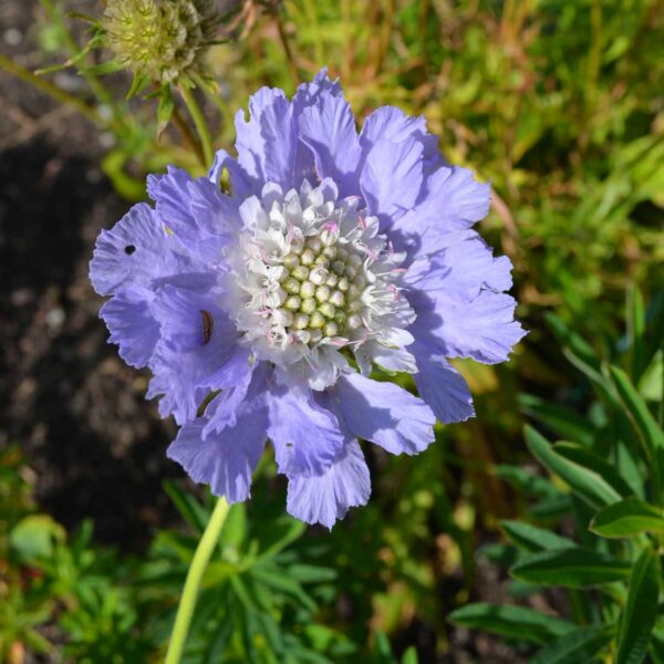 Höstvädd Scabiosa caucasica ‘Perfecta’