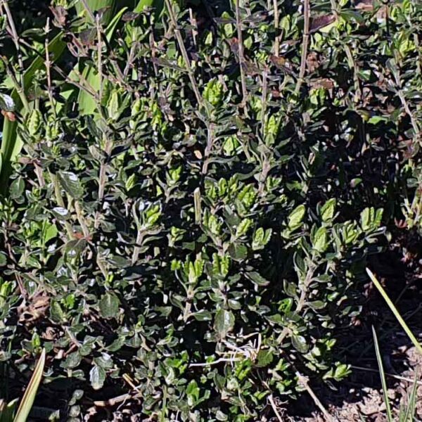 Trädgårdsgamander Teucrium lucidrys