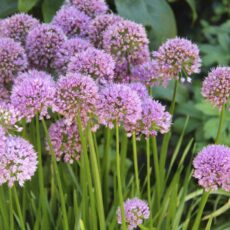 Trädgårdskantlök Allium ‘Millenium’