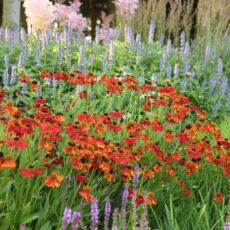 Trädgårdssolbrud Helenium ‘Moerheim Beauty’