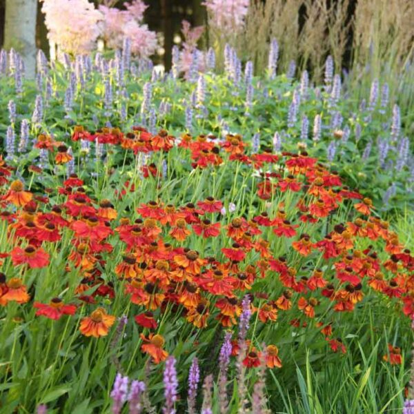 Trädgårdssolbrud Helenium ‘Moerheim Beauty’