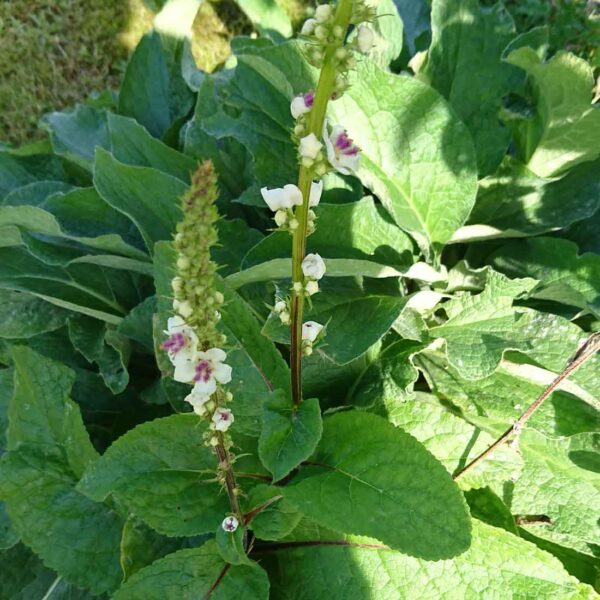 Franskt kungsljus Verbascum chaixii f. album ‘Wedding Candles’