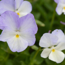 Perennpensé Viola cormuta ‘Molly Sanderson’