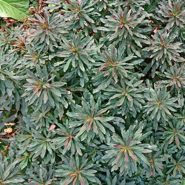 Eldtörel Euphorbia griffithii ‘Black Bird’
