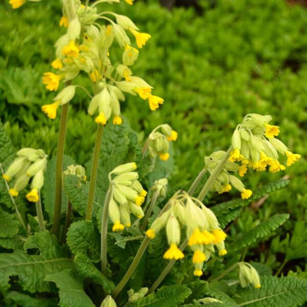 Gullviva Primula veris