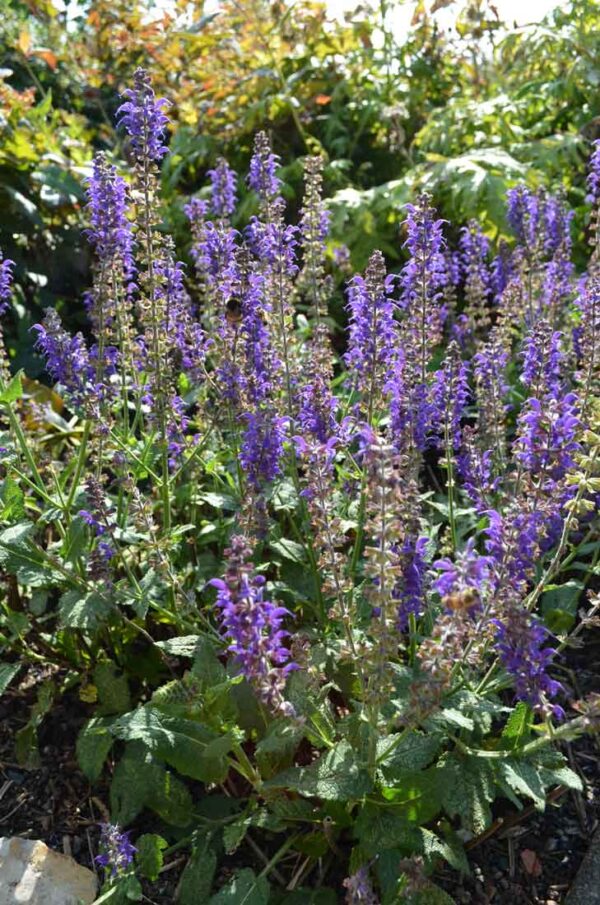 Salvia nem ’Mainacht’