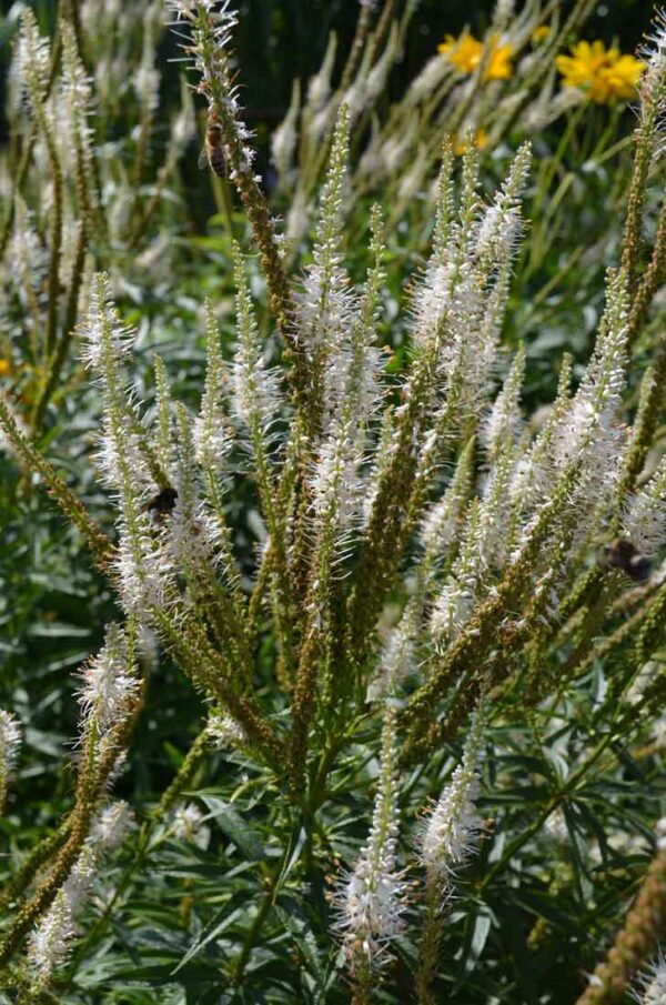 Kransveronika Veronicastrum virginicum ‘Album’