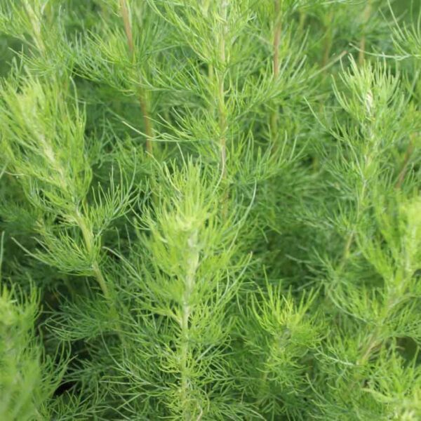 Åbrodd Artemisia abrotanum ’Predikoväcka’