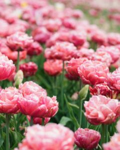 Tulips, tulips fields, nature, beautiful view, flowers,Ukraine, spring flowers aesthetic