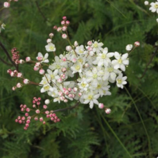 Brudbröd Filipendula vulgaris