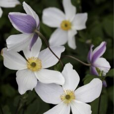 Anemone WILD SWAN ’Macane001’